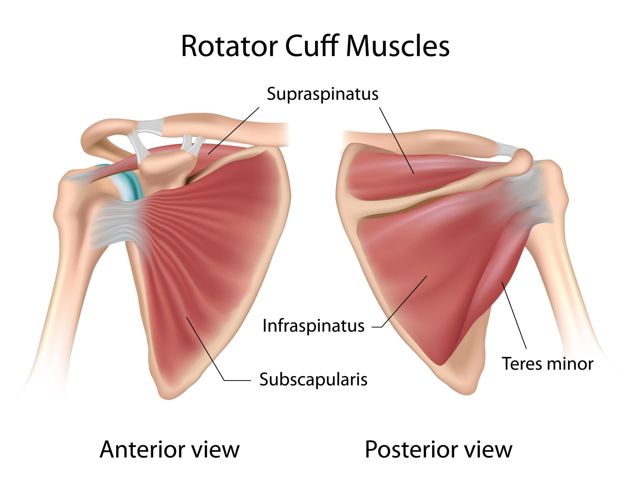 Rotator cuff exercise