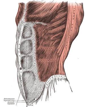 Oblique muscle injuries