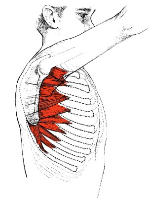 Serratus anterior facilitates overhead mobility